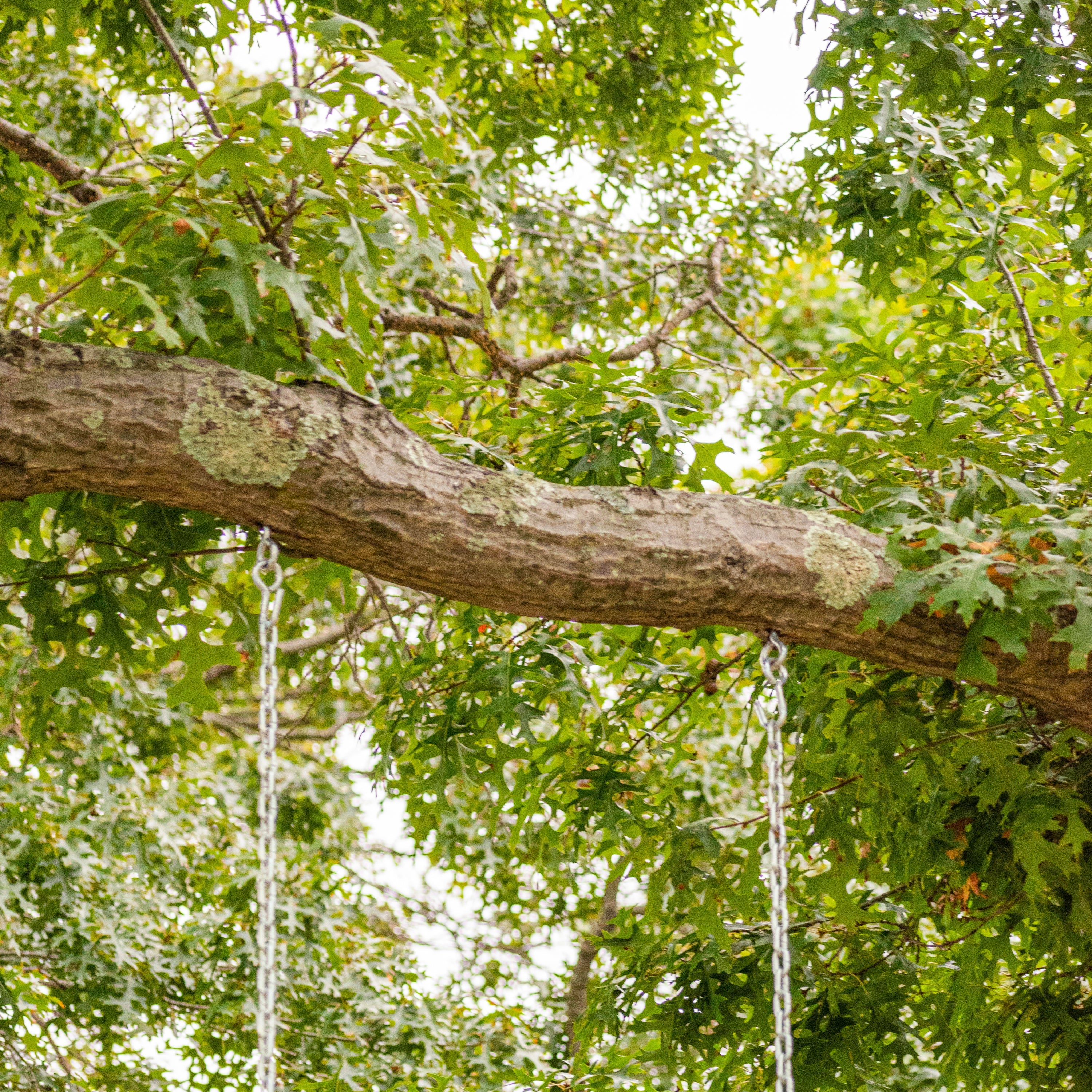 Close-up of the chains secured to a tree.