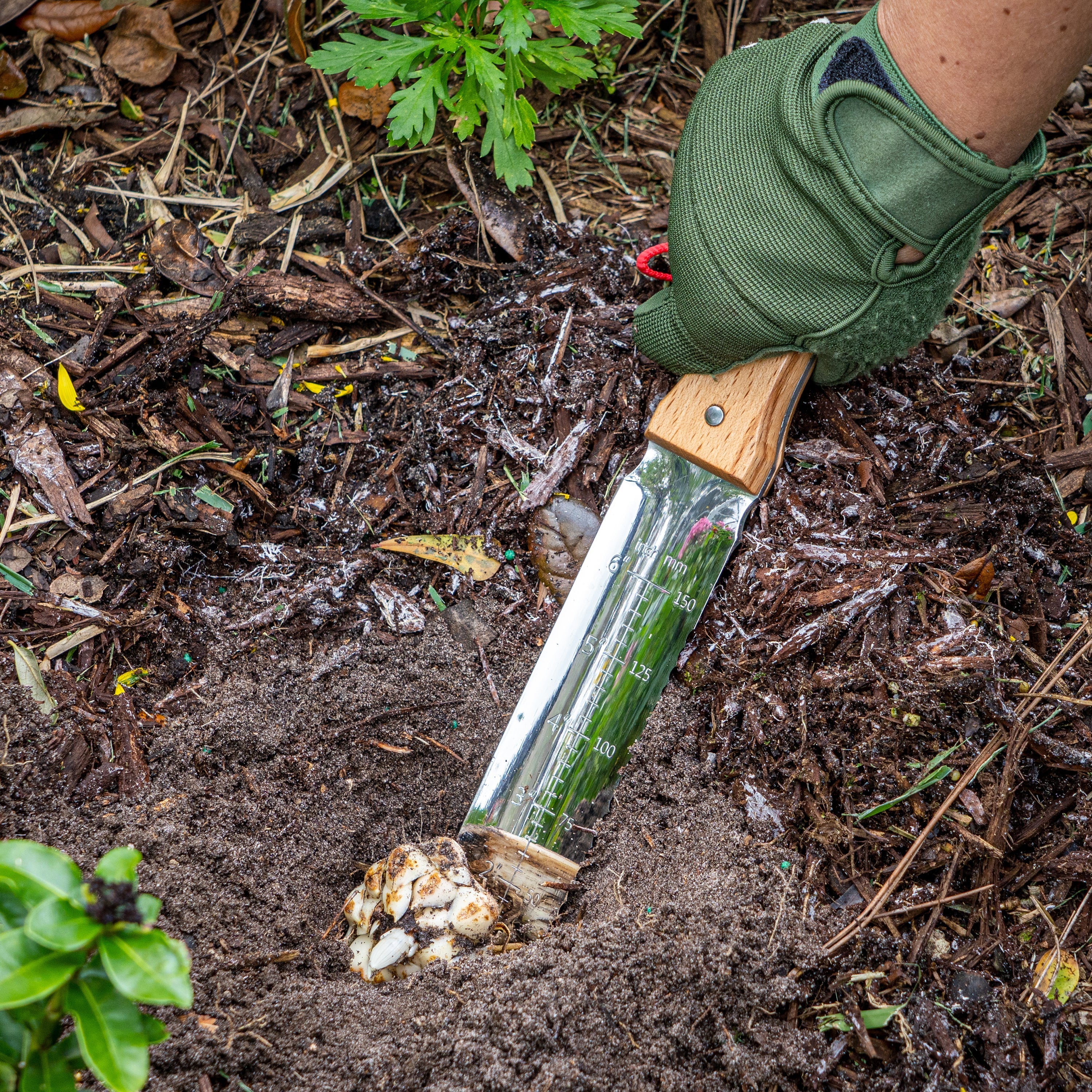 Nisaku Limited Edition Stainless Steel Weeding Knife with a 7.25-inch blade and inch markings being dug into the ground.